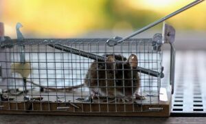 Мыши и крысы в ​​доме или квартире — как их уничтожить