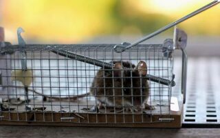 Мыши и крысы в ​​доме или квартире — как их уничтожить