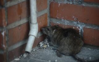 Крыса — как избавиться от нее. Что может сделать арендатор, что может сделать администрация, но то, что может сделать компания по выветриванию