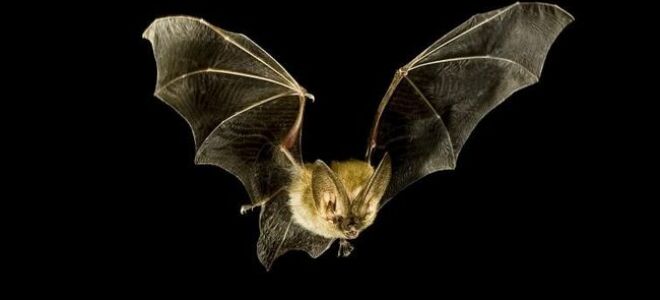 Летучая мышь жила на чердаке. Спросить его или оставить его?