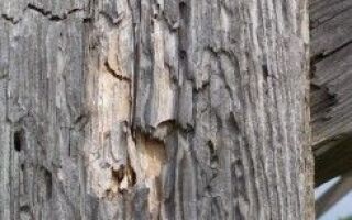 Коррозия строительной древесины