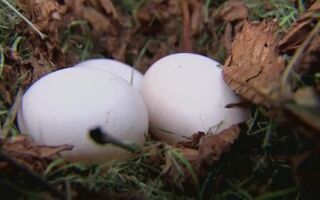 Здоровые яйца от курицы зеленого цвета в течение целого года (ВИДЕО)