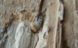 Микроволны для вредителей древесины