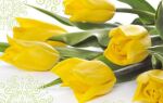 Рисунок 11: Желтые тюльпаны в качестве украшения для бумажных салфеток