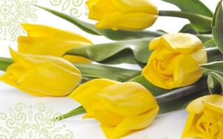 Рисунок 11: Желтые тюльпаны в качестве украшения для бумажных салфеток
