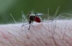Комары атакуют. Почему мы привлекаем их и что такое жизнь комара?