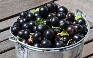 Свойства черной смородины и консервы из ее плодов