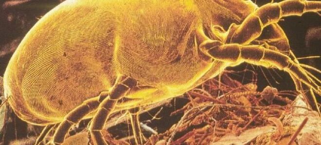 Как клещи влияют на наше тело? Способы избавления от пылевых клещей