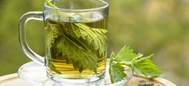 Крапива на кухне. Какие свойства имеет крапива и что готовить из нее