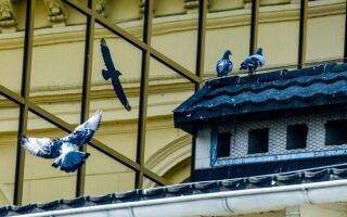Голуби на балконе — как отпугнуть их, чтобы они не возвращались