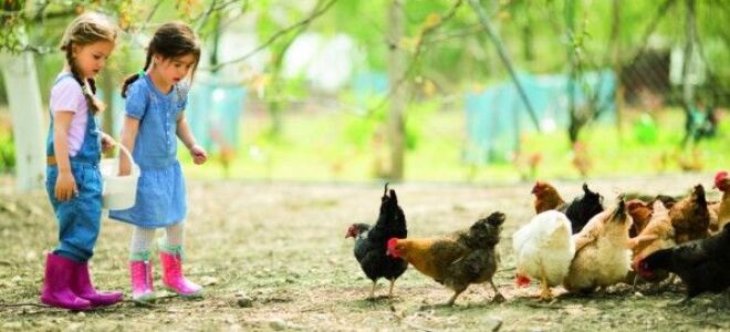 Нагрев куриного дома и разведение мясной птицы