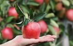 Яблоки — необычные свойства и питательная ценность этих фруктов