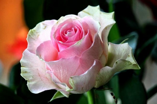 Нежная розовая роза - признак симпатии и благодарности