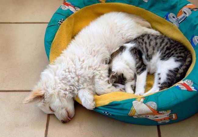 Собака кровать и кошка