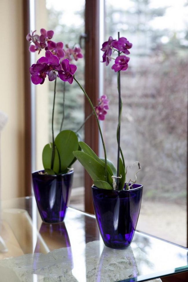 Орхидеи в хороших оболочках