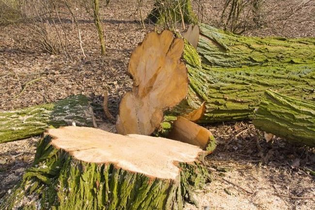 Сокращение деревьев даже из вашей собственной собственности часто требует разрешения