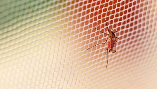 Москитная сетка - это хороший способ защитить от комаров