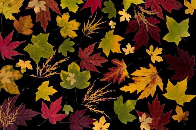 Осеннее украшение листьями