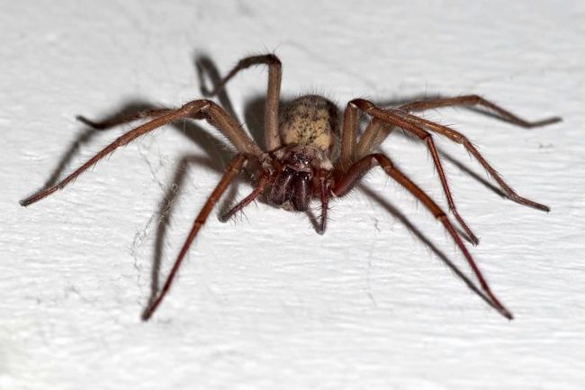 Домашний угол - самый распространенный паук в наших домах