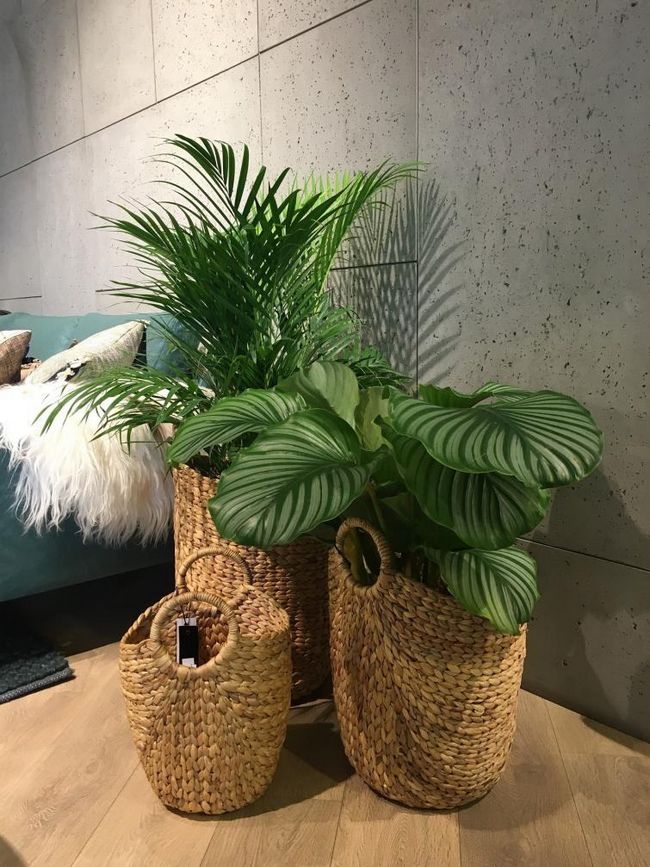 Растения с плетеными корзинами как естественное украшение квартиры