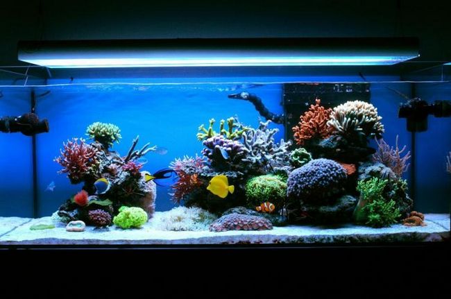 Коралловый риф в аквариуме