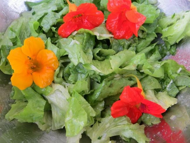 Цветы настурции с салатом