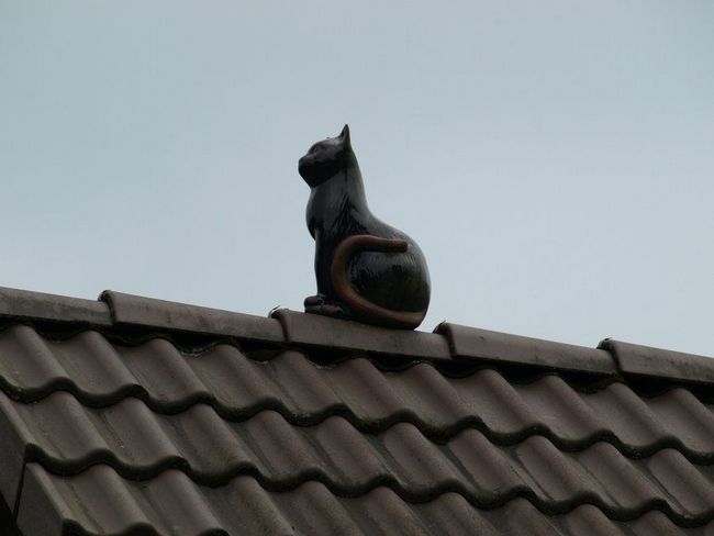 Кошка на крыше