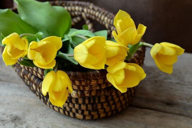 Тюльпаны в плетеной корзине вместо вазы - интересная идея для украшения стола