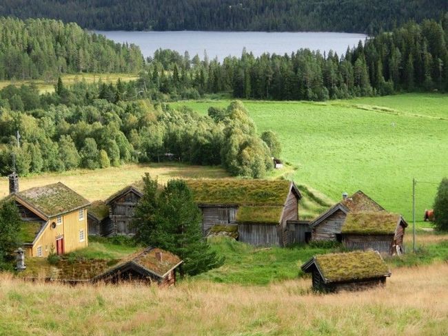 Традиционные зеленые крыши в Скандинавии