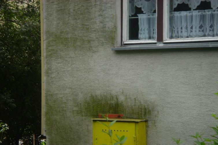 Зеленый фасад, заросший водорослями