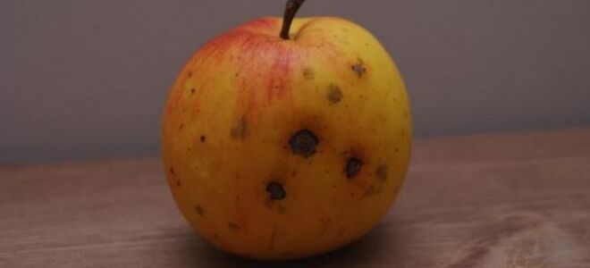 Органическая еда — как и где ее купить. Стоит ли есть эко? руководство