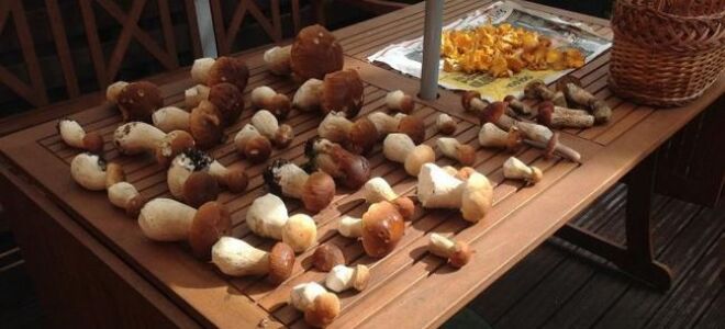 Как очищать и поддерживать лесные грибы (ВИДЕО)