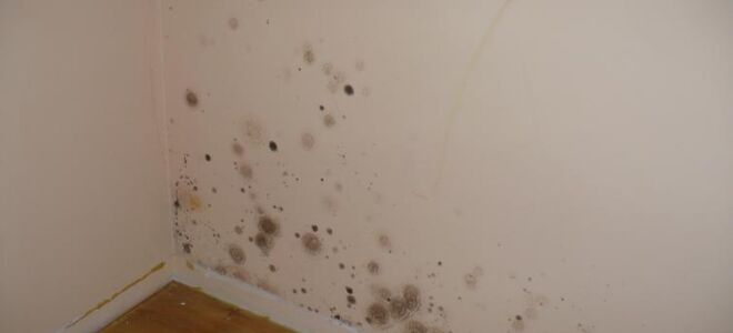 Удаление грибка и плесени со стен