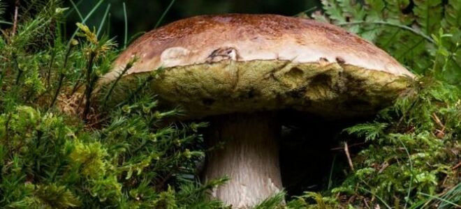 Грибы работают против рака — думает диетолог (ВИДЕО)