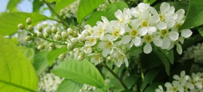 Как использовать майские травы из леса и лугов (ВИДЕО)