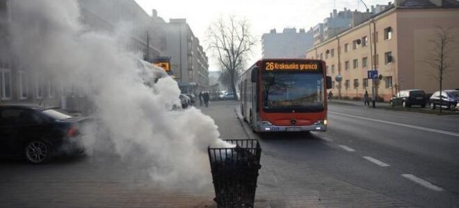 Кокерс: где и кто ставит их, когда они замерзают